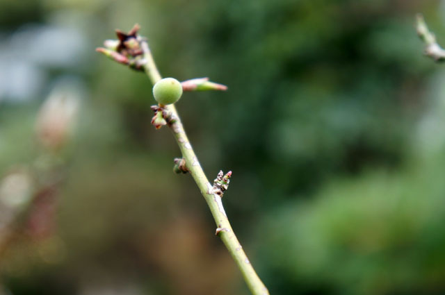梅の実 Sony NEX-F3 (3).JPG