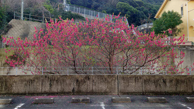 梅の花 (1).JPG