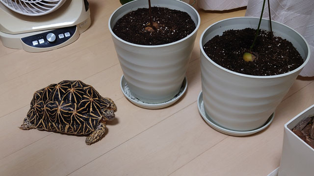 植木とホシガメ.JPG