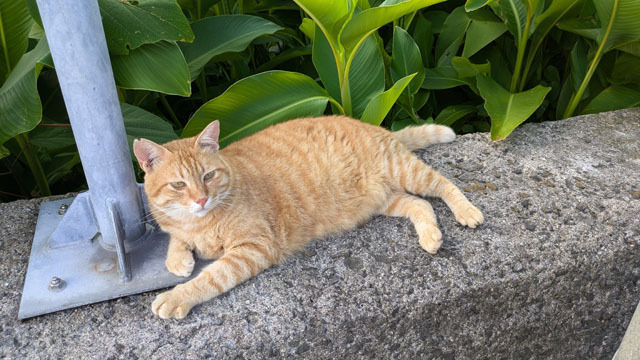 海辺のにゃんこ.jpg