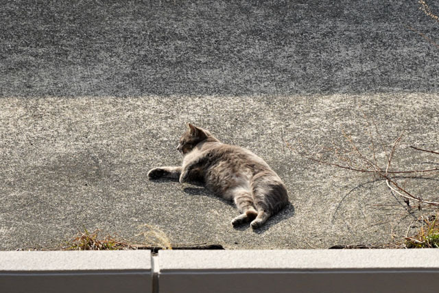 海辺のにゃんこ (1).JPG