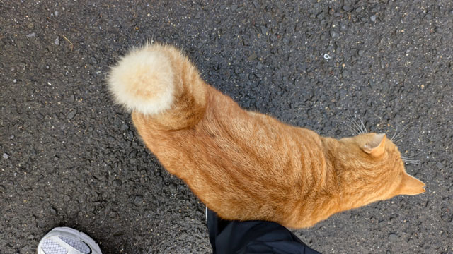 海辺のにゃんこ (1).jpg