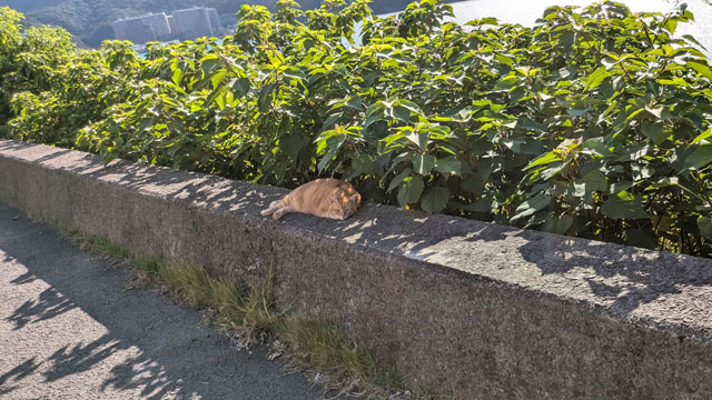 海辺のにゃんこ (1).jpg