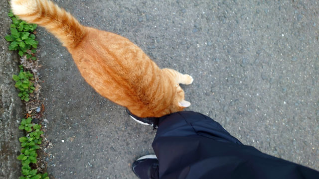 海辺のにゃんこ (1).JPG