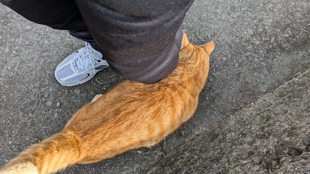 海辺のにゃんこ (1).jpg
