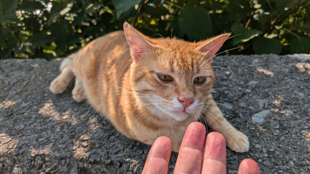 海辺のにゃんこ (3).jpg