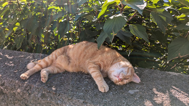 海辺のにゃんこ (3).jpg