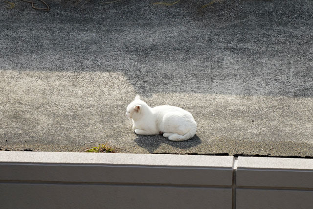 海辺のにゃんこ (4).JPG