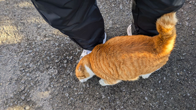 海辺のにゃんこ (5).jpg