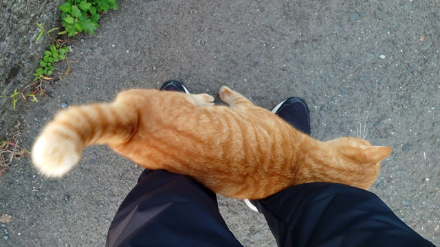 海辺のにゃんこ (6).JPG