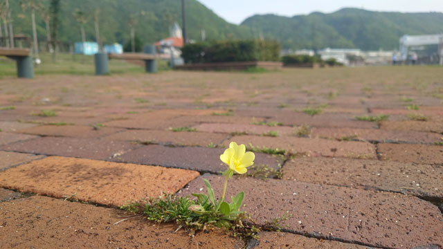 煉瓦の隙間に咲く花.JPG