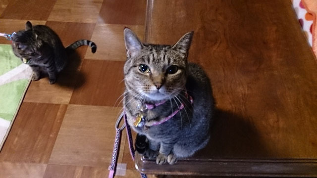 猫.jpg