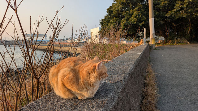 猫 (1).jpg
