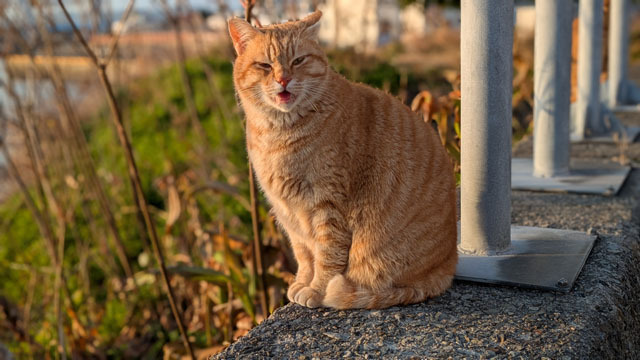 猫 (2).jpg