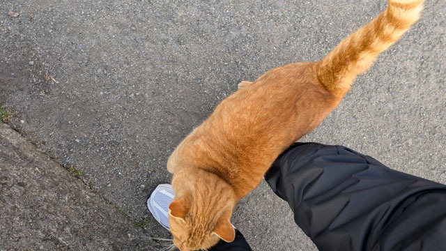 猫 (3).jpg