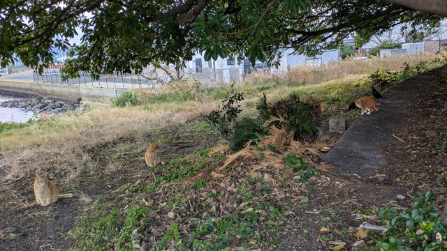 猫とカラス (1).jpg