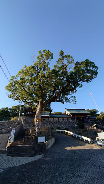 病魔退散大楠.JPG