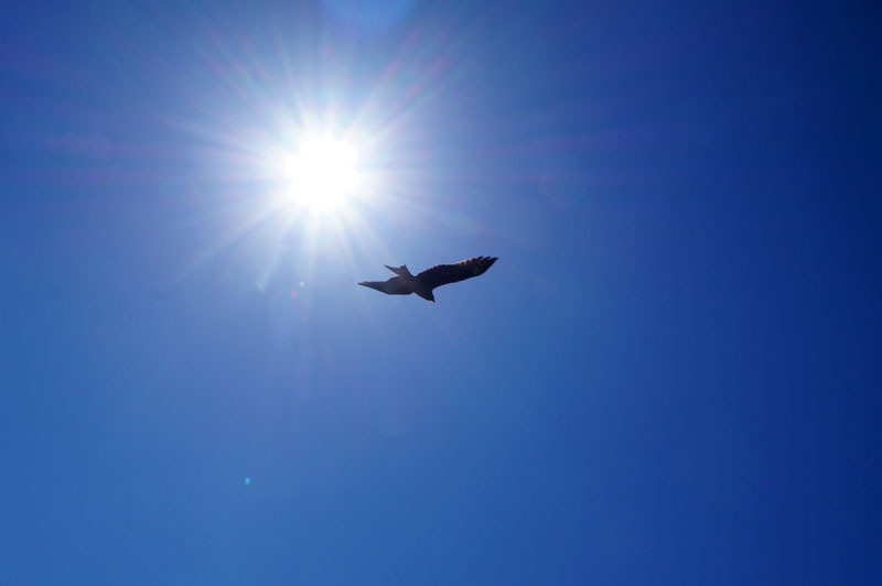 空　鳥.JPG