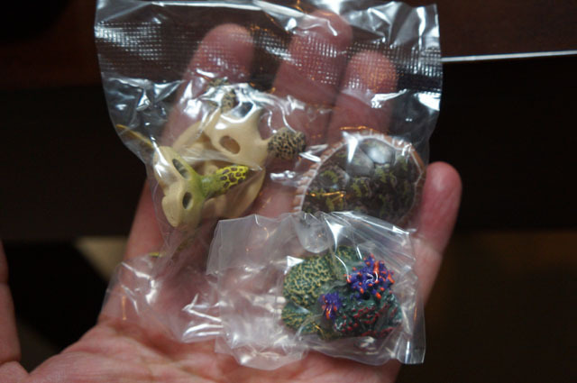 立体カプセル百科事典原色爬虫類カメ目図鑑 (1).JPG