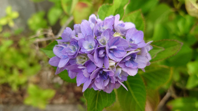 紫陽花 (2).JPG