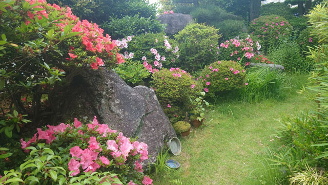 紫陽花 (2).JPG