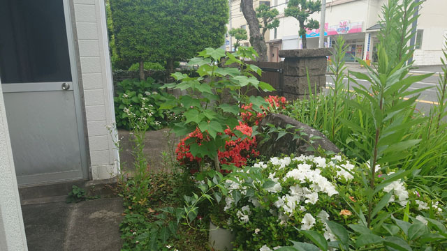 紫陽花 (4).JPG
