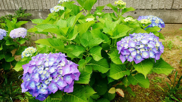 紫陽花 (9).JPG