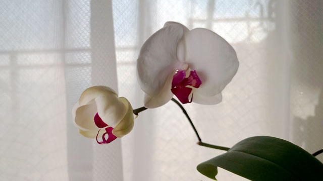 胡蝶蘭 (2).JPG
