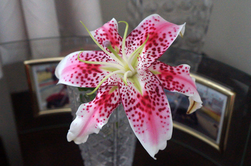 花.JPG