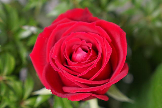 花 (4).JPG