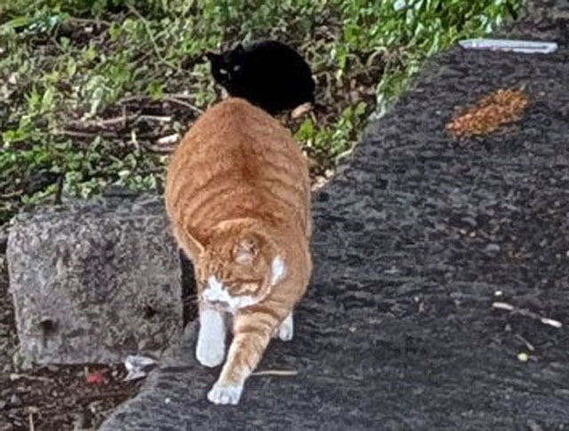 茶トラのお尻に黒猫.jpg