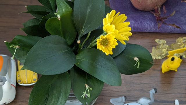 菊とルスカス.jpg
