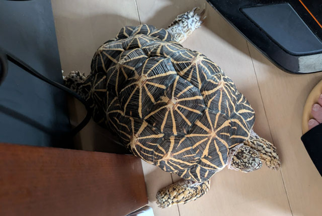 足元でくつろぐホシガメ.jpg