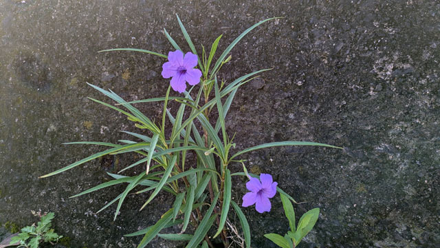 道端の花.jpg