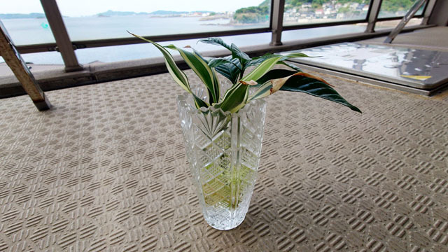 鉢に植え替え 1) (1).JPG