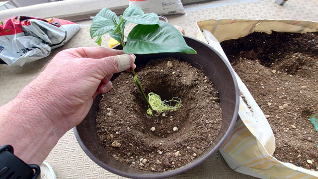 鉢に植え替え 1) (2).JPG