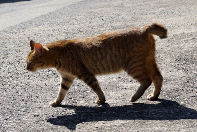 長崎の尾曲猫.JPG