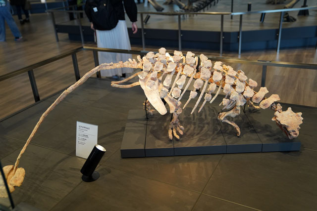 長崎市恐竜博物館 -ピナコサウルス.JPG