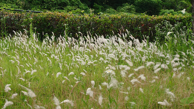 長崎市総合運動公園.JPG