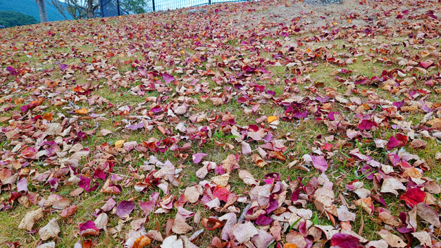 長崎市総合運動公園 (4).JPG