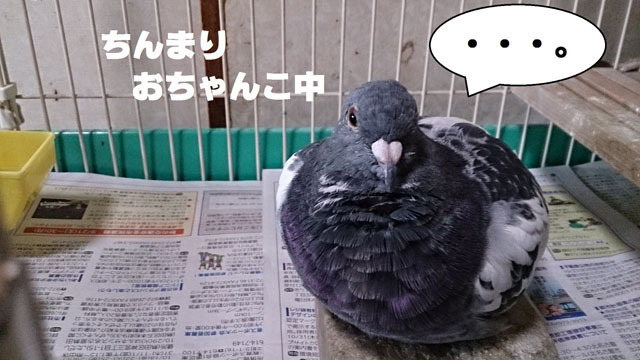 鳩.jpg