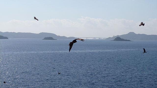 鳶 (1).JPG