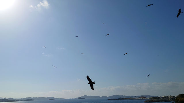 鳶 (3).JPG