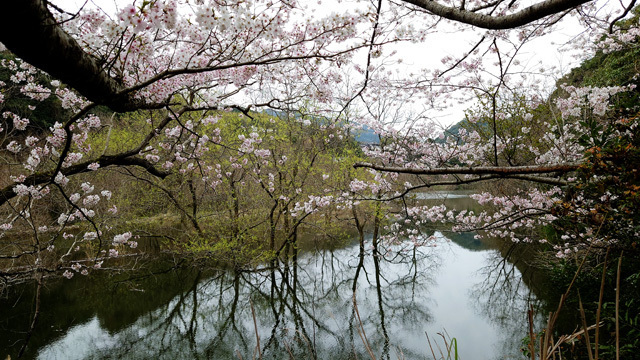 鹿尾川公園の桜まつり (11).JPG