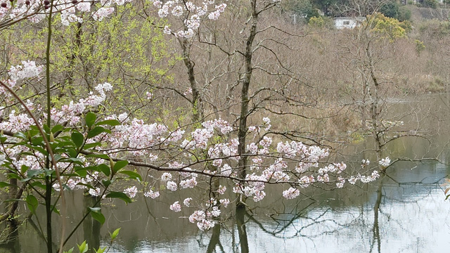 鹿尾川公園の桜まつり (13).JPG