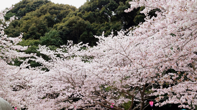 鹿尾川公園の桜まつり (15).JPG