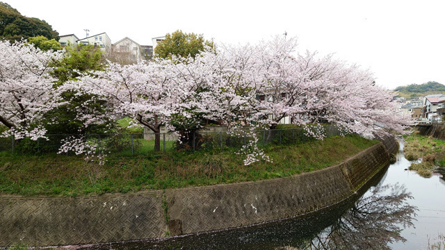鹿尾川公園の桜まつり (2).JPG