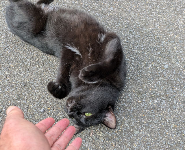 黒猫 (1).jpg