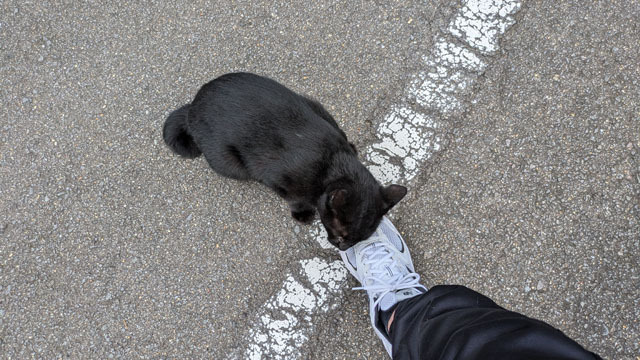 黒猫 (2).jpg