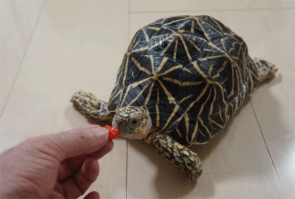 GIF.gif